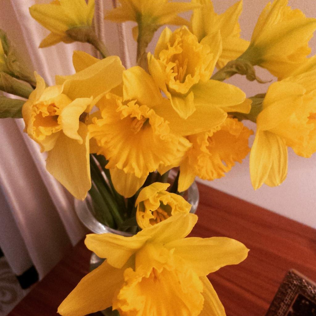 Daffodils nearly all out in full bloom  #Lovespringflowers 🌞 🌻 xx