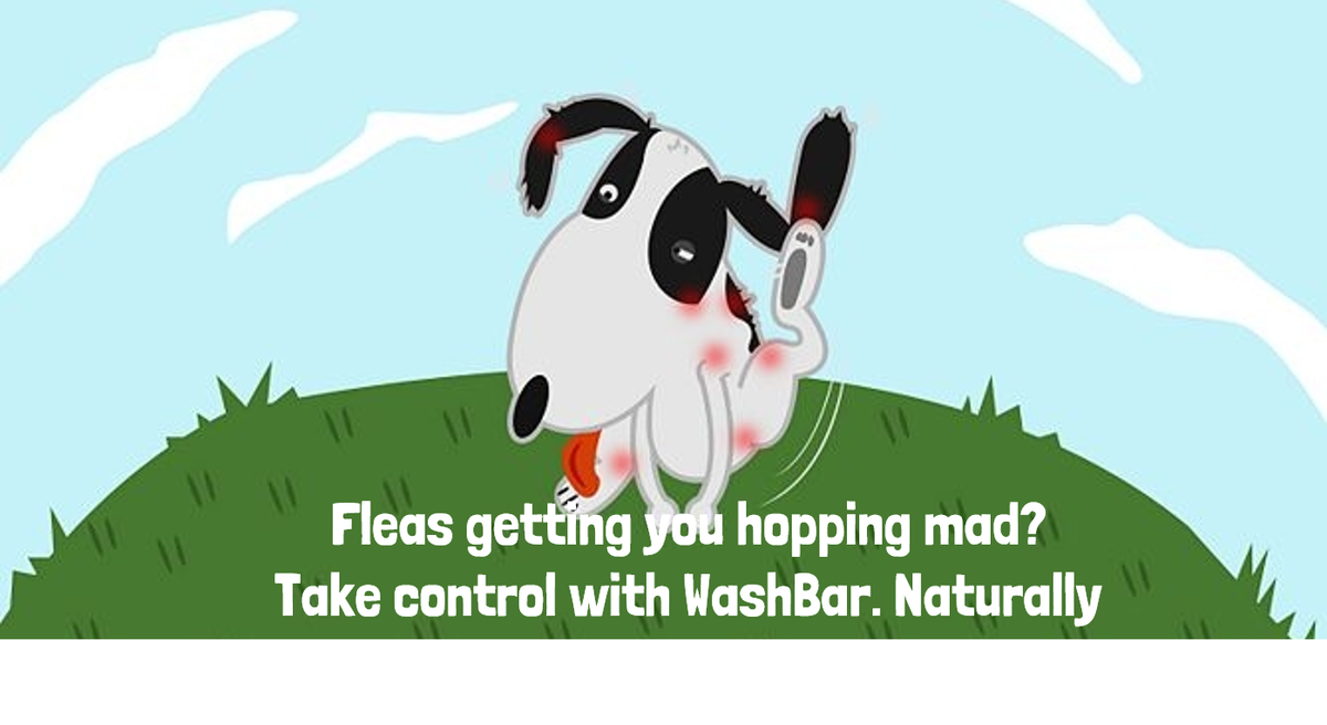 You can use WashBar 100% Natural Flea Repellent between 4-6 wkly vet treatments to stop fleas getting the upperhand.