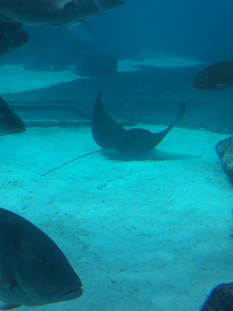 _tayday's tweet photo. Girl: "Mom, what's that?"

Girl's mom: "Honey that's a manatee"

Me: "Dear God." http://t.co/G8RhRo4aXY