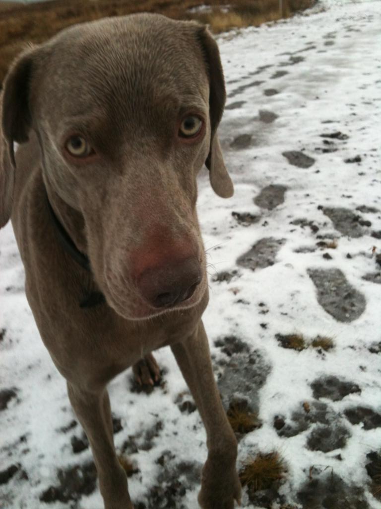 UAKarenR's tweet photo. #alex4paws Munro; can I go home please? I'm cold and tired and already ran 20 miles.. Please! http://t.co/DL58VmHaCh