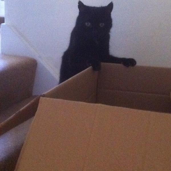 My cat is sad because I made him move this box upstairs then changed my mind &amp; said "Actually, I want it downstairs."