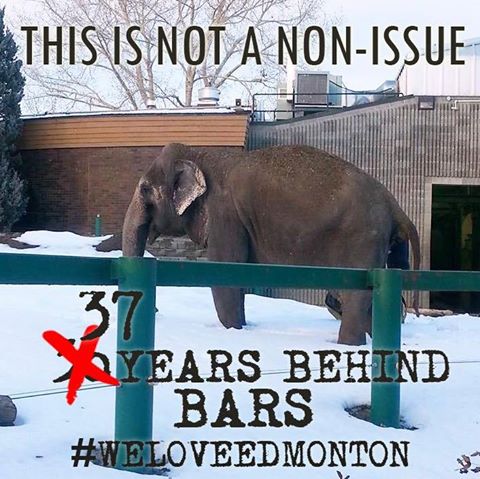 StrawberrySabri's tweet photo. #weloveedmonton but would love it more if @lucyliberte could get out of the snow and to PAWS sanctuary. doit Edmonton http://t.co/Jz33SKafwD