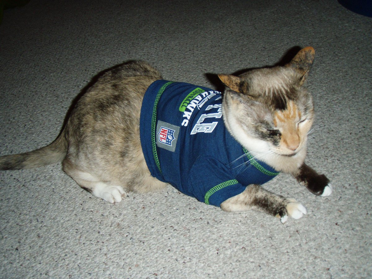 SeattleP's tweet photo. @KBDundee @deadturkeytweet @misspishposh @tinypearlcat @mattiedog @gizmoandsugar @drbert @ellie_dog @bijntje #12cat http://t.co/urQwaFXpnk