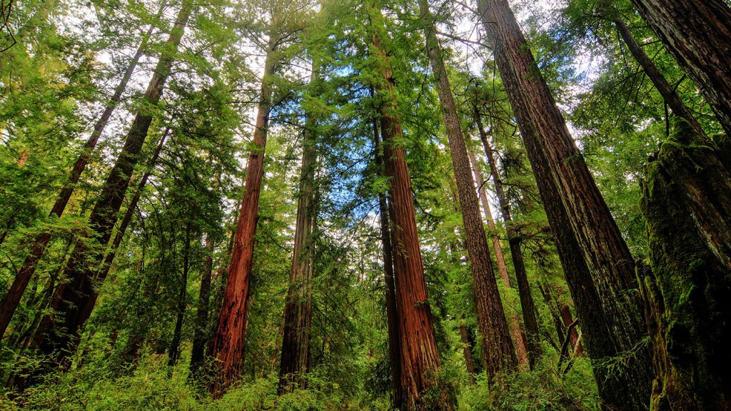 RnfrstAlliance's tweet photo. Since the 1930's, CA has lost half of its big #trees- and #ClimateChange is to blame! http://t.co/gdr4UJayex @Grist http://t.co/Qzw73SsScC