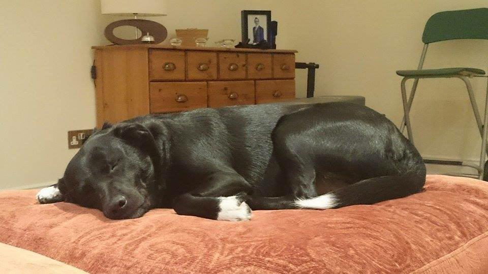 jonathonfp's tweet image. :O but this dog though!! He's the best :') #HelloBear Jonny's best friend!