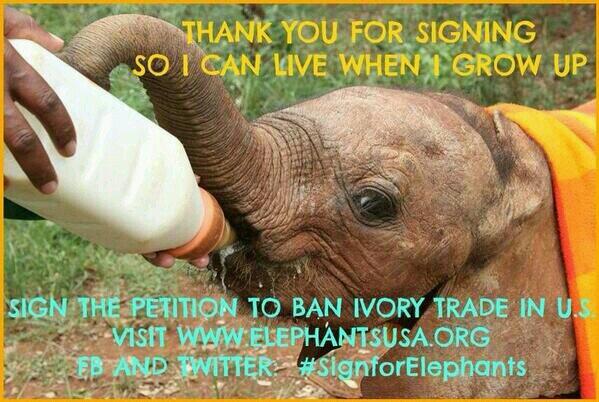 KyeLyrics's tweet photo. Can we write new #signForElephants petition? .@Tao_30 @WildLifeVictory 
It is a cross 2 bear https://t.co/1EHz7VbxOG http://t.co/1MewQEuE3V