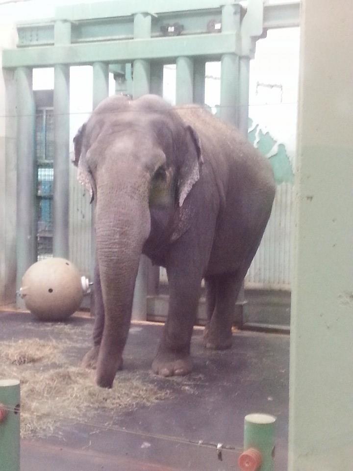 voice4action's tweet photo. Love to see Edmonton mayor join Seattle mayor in appeal for move of zoo elephant to sanctuary. #weloveedmonton @WWF http://t.co/xvZzN026zt