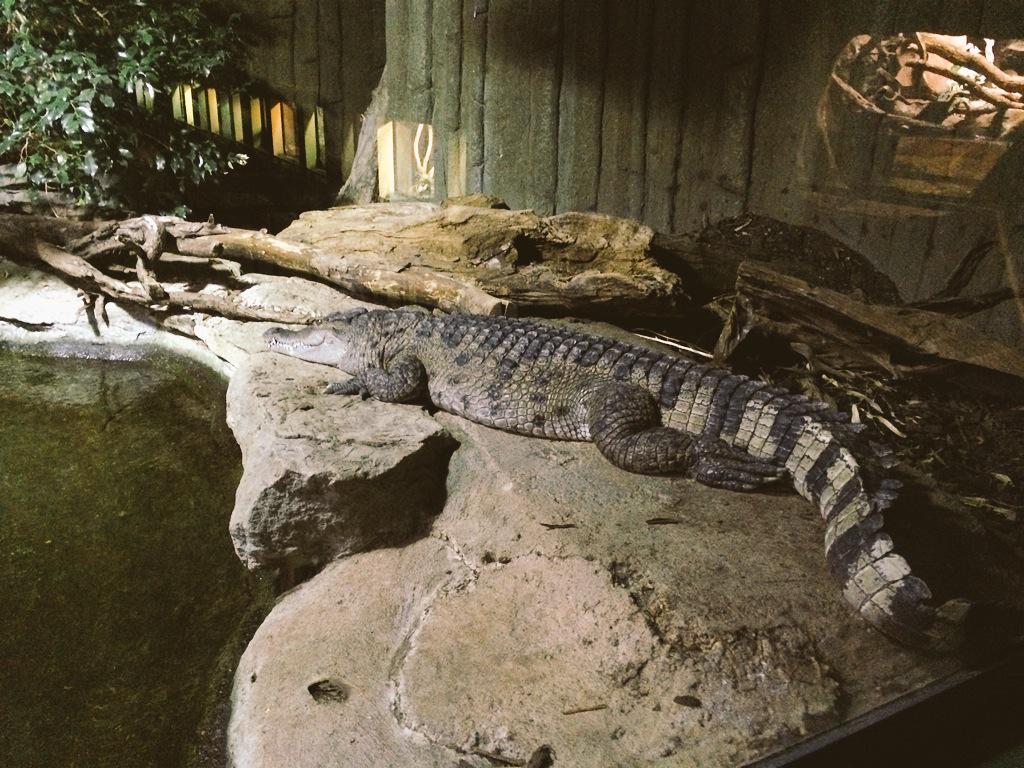 Whichpicapp's tweet image. Animal pic of the day! Can you beat?? Download whichpic today! It's free. #gamedev #usa #photography