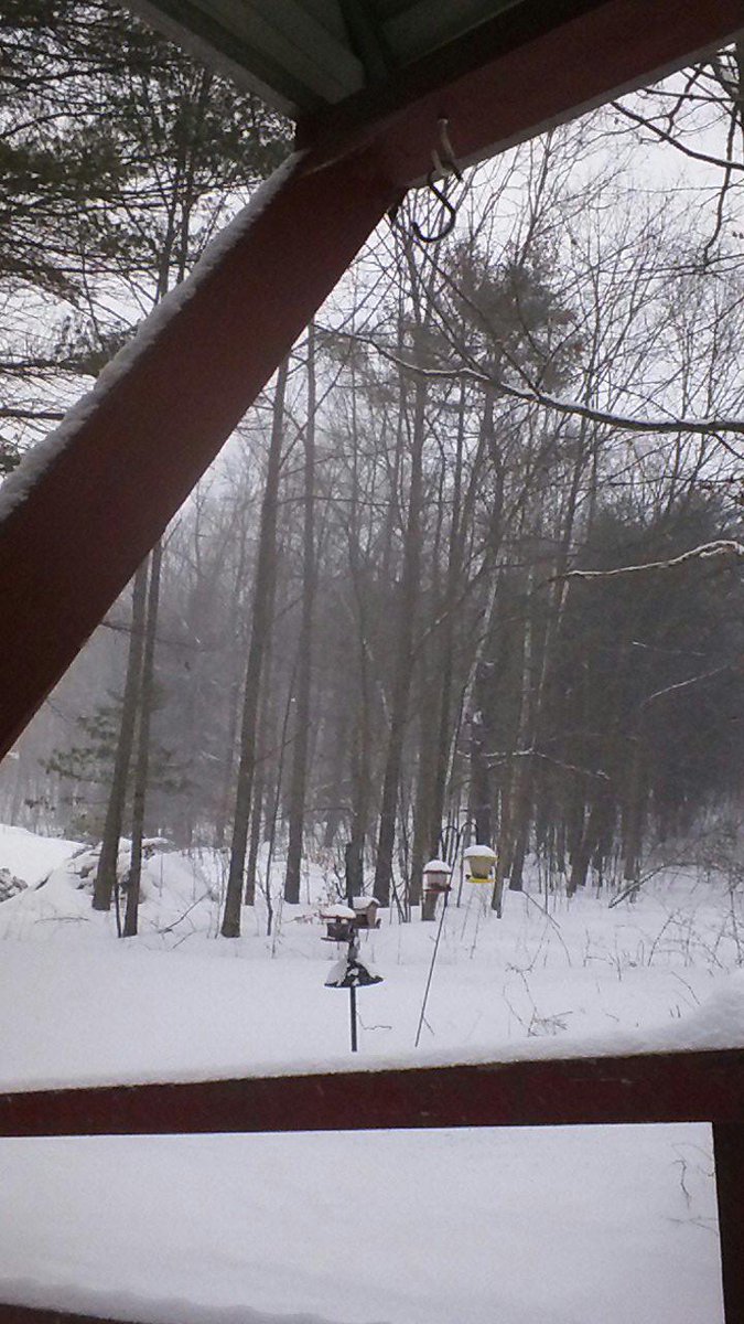 Birds still eating in the blizzard!