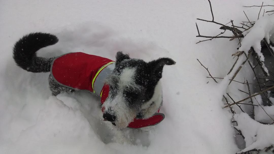 JonOConnor3's tweet photo. Lunenburg where I live was the runner up for most snow in MA.  In the backyard with my dog Mimi #snowdaygdrsd http://t.co/tNkTLA6o1t