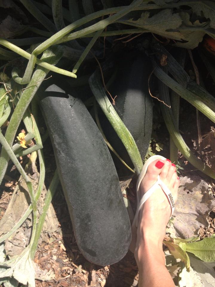 After 3 wks of neglect the veggie garden looks like this. Zucchini anyone???