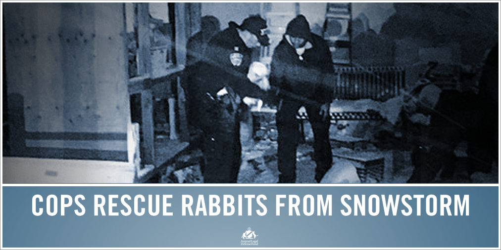 ALDF's tweet photo. Retweet to thank the brave officers who rescued these #rabbits! http://t.co/UABZjJyjfi #blizardof2015 http://t.co/NelzPoq9pw