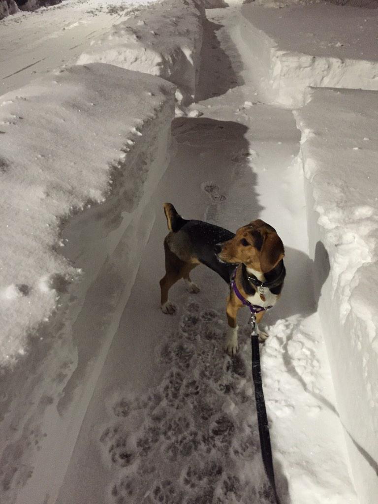 Embedded image permalink