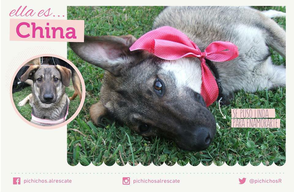 PichichosR's tweet photo. Ay que Chinita mas linda, y que bien que le queda el fucsia! 🎀 Ayudemosla entre todos a encontrar una familia pronto! http://t.co/ivHGwTuZya
