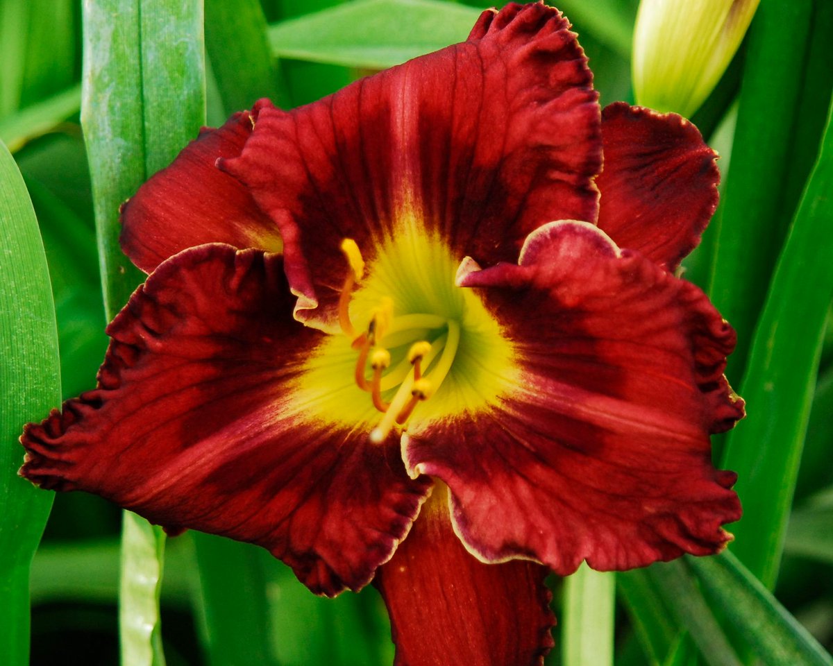 Valentine's Day...........Send a red bloom daylily for summer enjoyment!