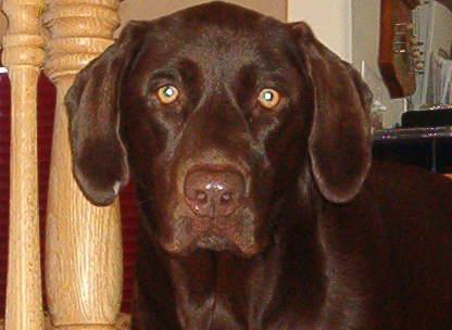 carawinther1's tweet photo. @KSLAndrew Our old mailman Mike always had a dog treat & would let Fudge get in his truck. #BESTMAILCARRIEREVER!!! http://t.co/sOXIq5w1il