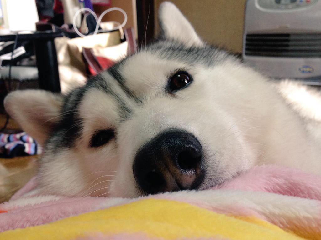 ハマジ Mmkk00 ブリーダーさんのところが全部茶色目でして ハスキー は青だと凛々しくてかっこいいですが茶目だとかわいくなります