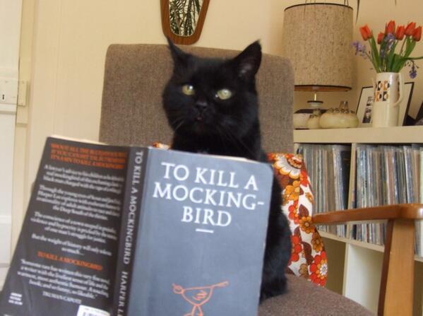 My cat is sad because he wishes more cats liked this book for its content, not just its title.