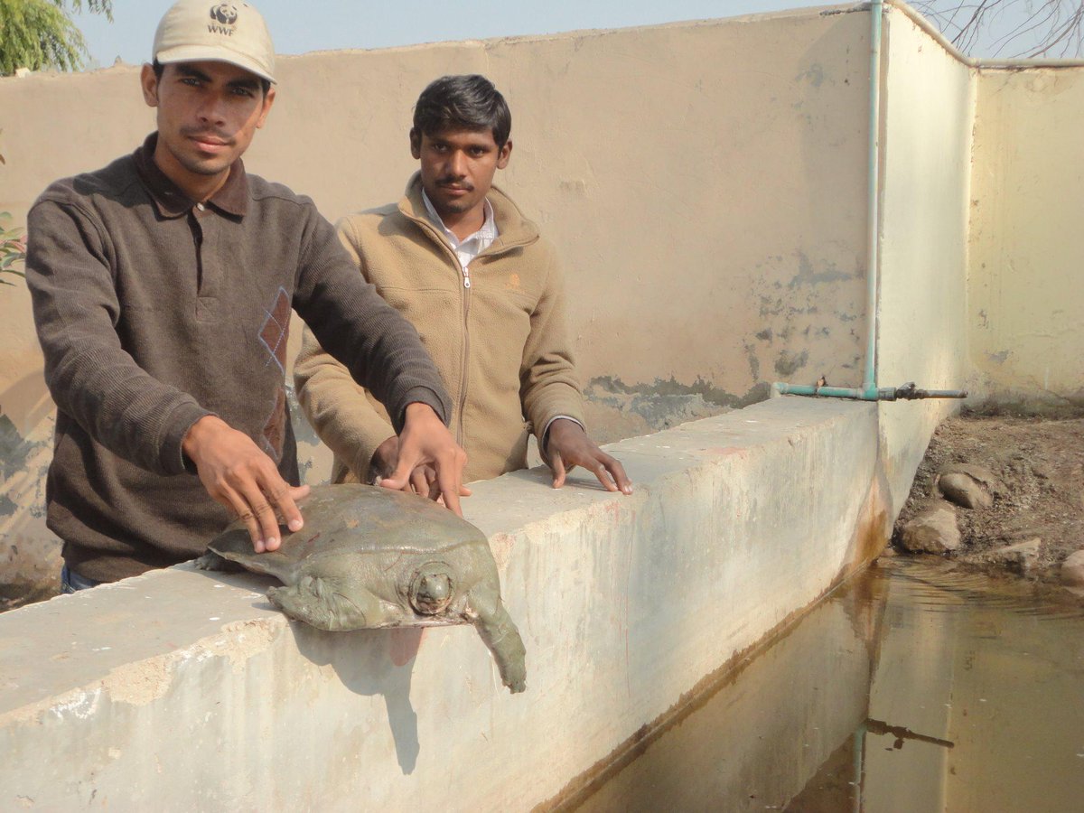 WWFPak's tweet photo. #ConservationUpdate: #WWFPak successfully release Indian soft shell turtle stuck in Taunsa Barrage gate #SaveTurtles http://t.co/rSqiKlz74O