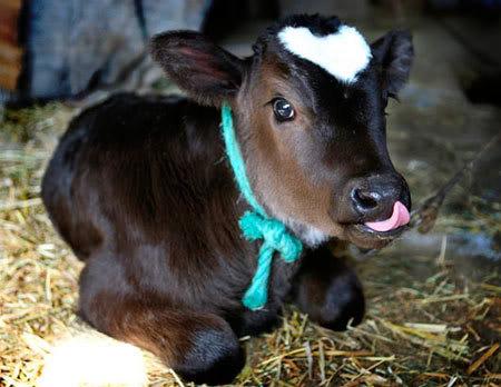 تويتر La Cooperation Agricole على تويتر Merci A Tous Vous Etes De 1700 Abonnes A Nous Suivre Pour Vous Remercier Ce Bebe Vache Trop Mignon Cap1700 Http T Co Ntpz22a5al تويتر La Cooperation Agricole على تويتر Merci A Tous Vous Etes De 1700 Abonnes A Nous Suivre Pour Vous Remercier Ce Bebe Vache Trop Mignon Cap1700 Http T Co Ntpz22a5al