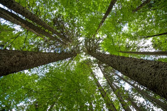 woodlandsteward's tweet photo. Man's Best Friend Is Not the Dog - It's the Tree via @PaulBrannenNE Huffington Post http://t.co/mY9YYe8w8N http://t.co/P9UOhSMX1p