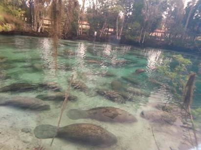 WPTV's tweet photo. 300 manatees gather at Three Sisters Springs in Central Florida http://t.co/0rMDor0OLN http://t.co/WDOmUl0MOf