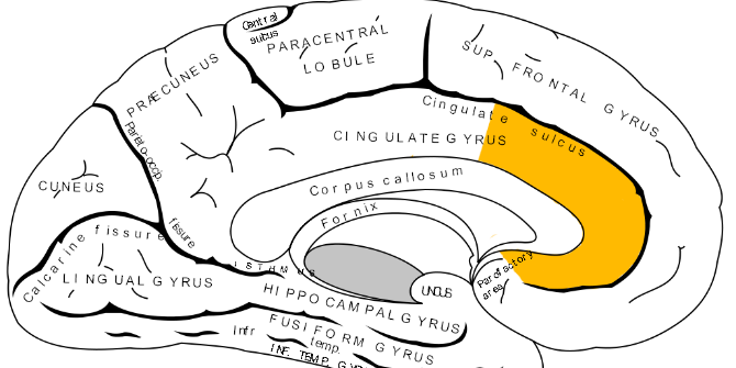 LSEImpactBlog's tweet photo. “Brain Study Confirms Gender Stereotypes”: How science communication can fuel modern sexism. http://t.co/Q4EnCFjW6W http://t.co/DgkepvFkzk
