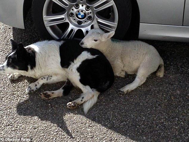 SusieBlackmon's tweet photo. Lamb thinks she is a sheep dog after being 'adopted' by Border Collies  | Daily Mail Online http://t.co/VKmksTwpK5 http://t.co/IaV8jOO6h9