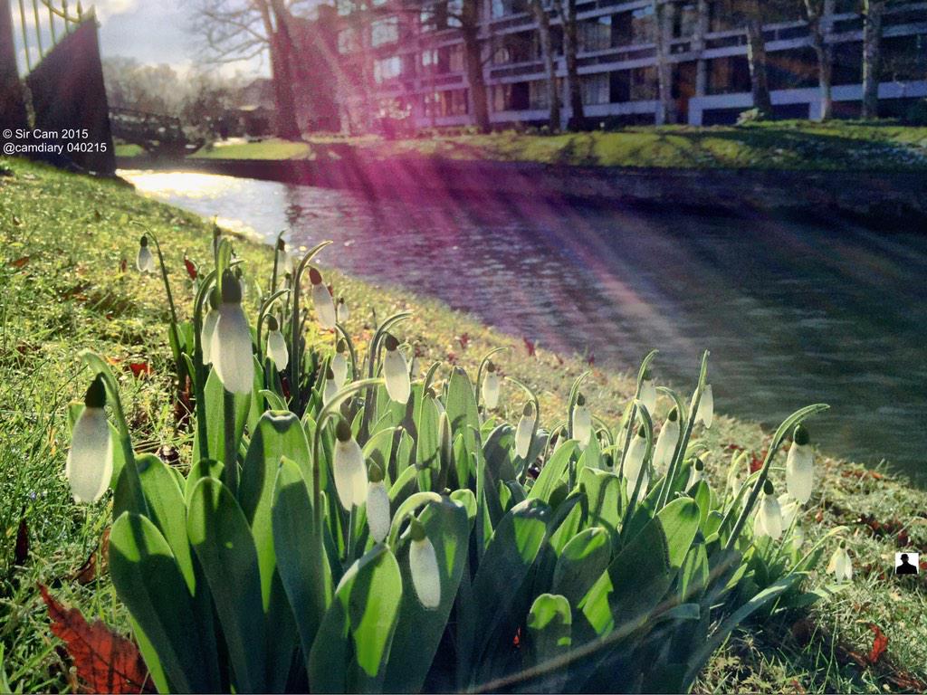 Early signs of Spring in Cambridge. <a href="/QueensCam/">Queens' College</a>
