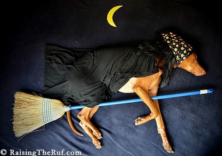 BuzzFeedUK tweet picture