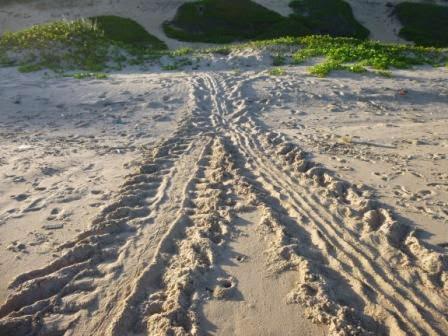 dunesdedovela's tweet photo. As every year the turtles arrived on the beach of "Dunes Of Dovela" #Mozambique #turtle http://t.co/tlDnUL5lBM http://t.co/E2G44eVQxg