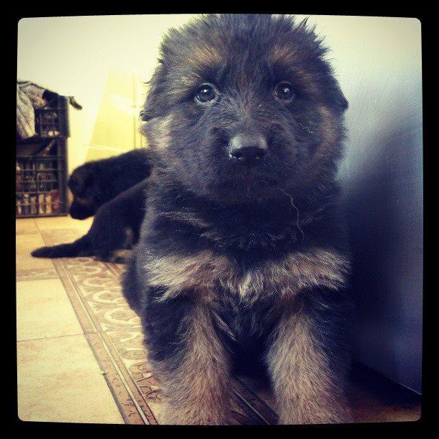 pomysl_na_siebie at bitly.com/1zw7kI8 Hello world, I'm Elsa :-) 5 weeks old :-) #GermanShepherdLongHair #p...