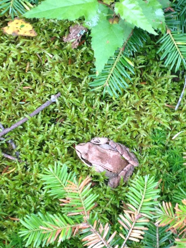 Explore_the_46's tweet photo. You don't see this when you look down in the city. A pic from this summer on Nye Mountain http://t.co/JkjZGqKHd3