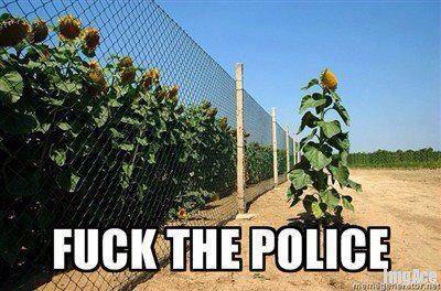 DutchIsBack's tweet photo. The anarchist sunflower will not live in your cages.
#SunflowersOfAnarchy #PunsOfAnarchy http://t.co/Q4fJ12Cet7