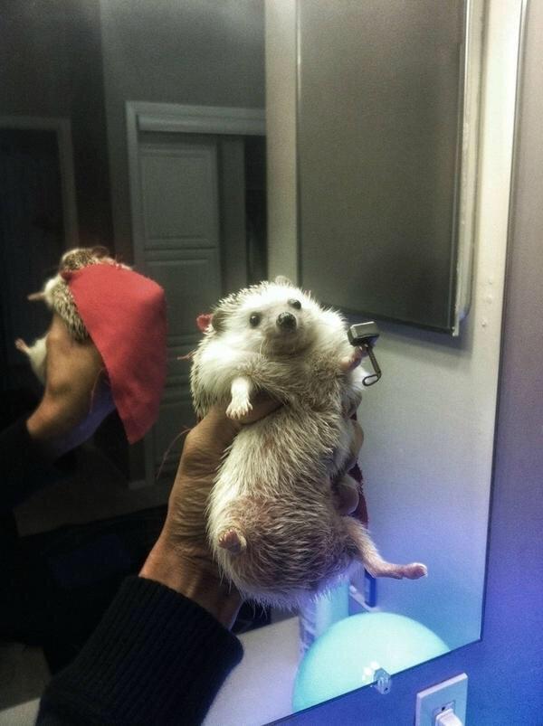CoolestCritters's tweet photo. THOR http://t.co/Y3OFJxLzk6