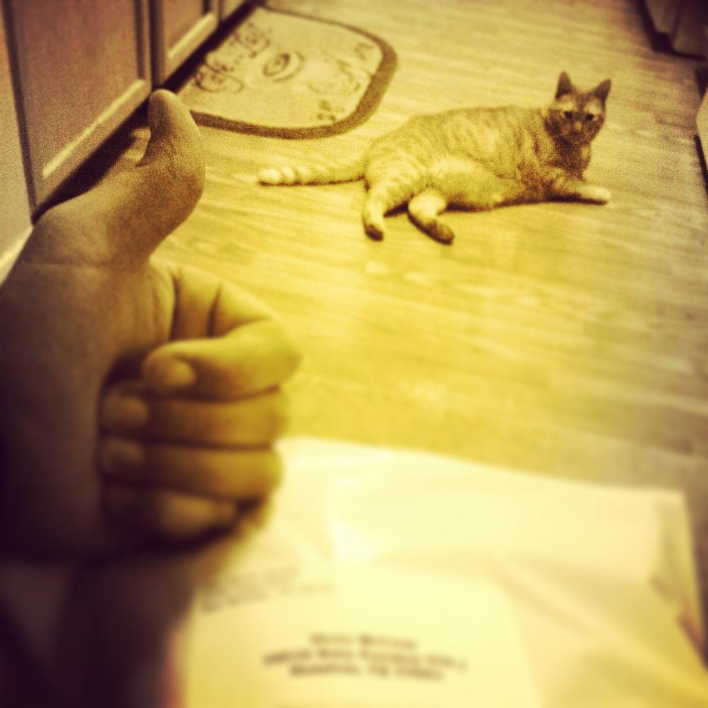 steve1busy's tweet photo. Happy for @thedamnquails !! Ready for the new project #kittynotincluded http://t.co/PWGiujPdqP