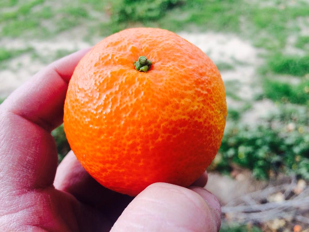 Mandarines Clemen Nur a la vostra taula en 48 hores!!! lasolella.com