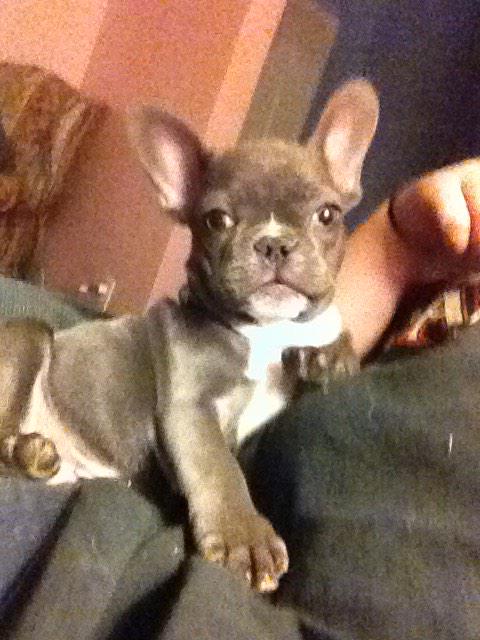 Nikolle_77's tweet photo. Got a new puppy for our breeding program!! He's a Blue French Bulldog with Champion Bloodlines!! #frenchie #champion http://t.co/Wnz5MAmvdq