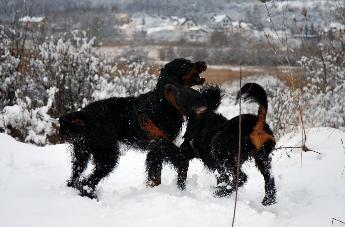 PiesBerek's tweet photo. Berek i Coco
#setter
#gordon http://t.co/4eMopYHVTn