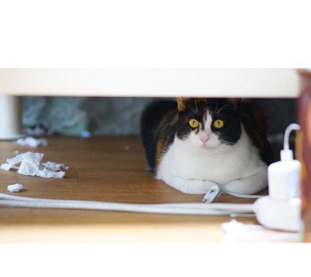Daralings_PH's tweet photo. RT “@kristelanne93: Dara's Cat: Bambi, Oreo, Dadoong, Haneul http://t.co/uwQ9j1nqdt” 😍😍