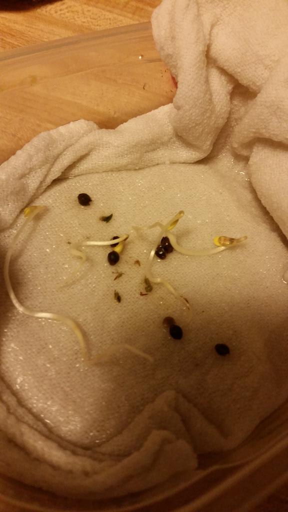 sevireynnad's tweet photo. ALMOST FORGOT TO MENTION!!!! 
I'm a dad today. 
#plantdad
#lilsprouts
#marijuana http://t.co/HT7Pr3gaFT