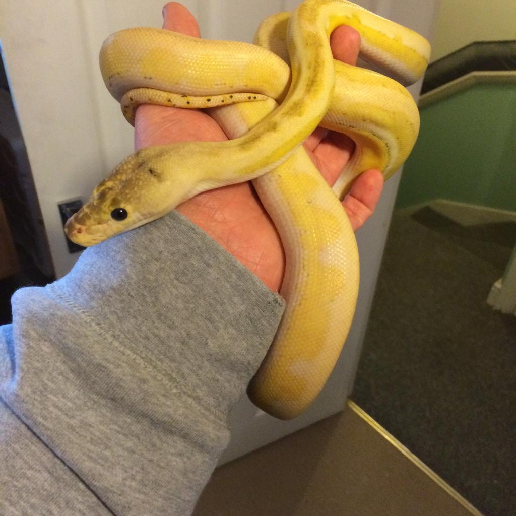 JBSReptiles's tweet photo. Late Updates But Here You Go #ReticulatedPython #UltraIvoryTiger #SunfirePlatinum #JBSReptiles http://t.co/eUXY2kZKsd