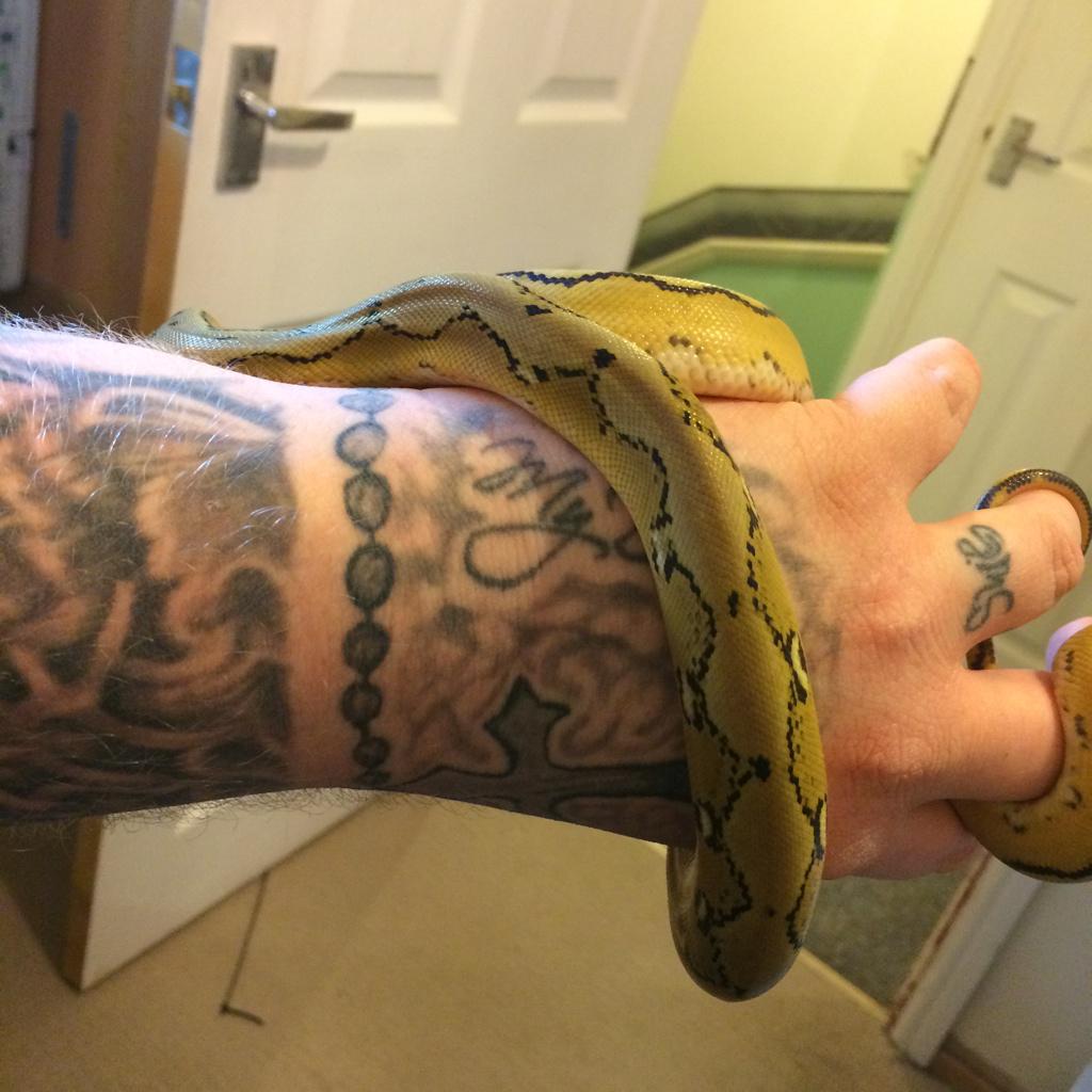 JBSReptiles's tweet photo. Late Updates But Here You Go #ReticulatedPython #UltraIvoryTiger #SunfirePlatinum #JBSReptiles http://t.co/eUXY2kZKsd