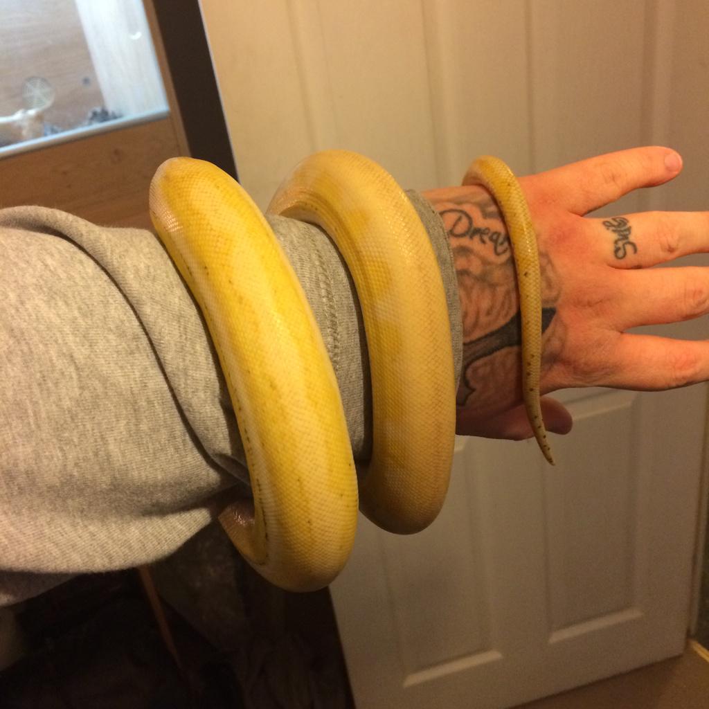 JBSReptiles's tweet photo. Late Updates But Here You Go #ReticulatedPython #UltraIvoryTiger #SunfirePlatinum #JBSReptiles http://t.co/eUXY2kZKsd