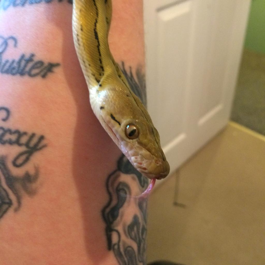 JBSReptiles's tweet photo. Late Updates But Here You Go #ReticulatedPython #UltraIvoryTiger #SunfirePlatinum #JBSReptiles http://t.co/eUXY2kZKsd