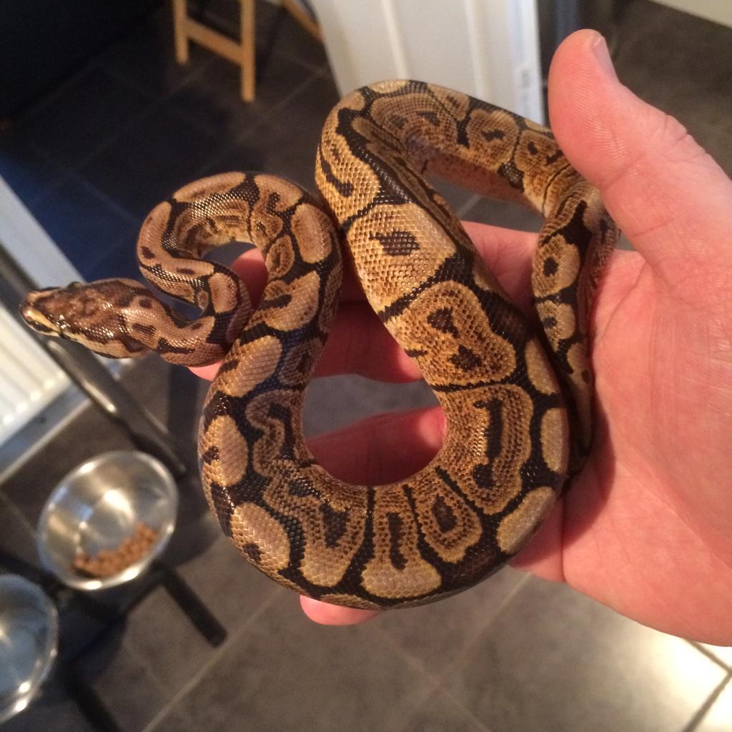 JBSReptiles's tweet photo. Some New Faces #Pastel #GHISpider #RoyalPythons #JBSReptiles http://t.co/5KVWBQ9GdE