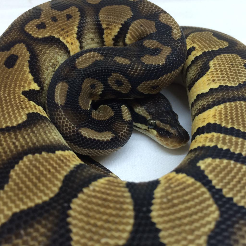 JBSReptiles's tweet photo. Some New Faces #Pastel #GHISpider #RoyalPythons #JBSReptiles http://t.co/5KVWBQ9GdE
