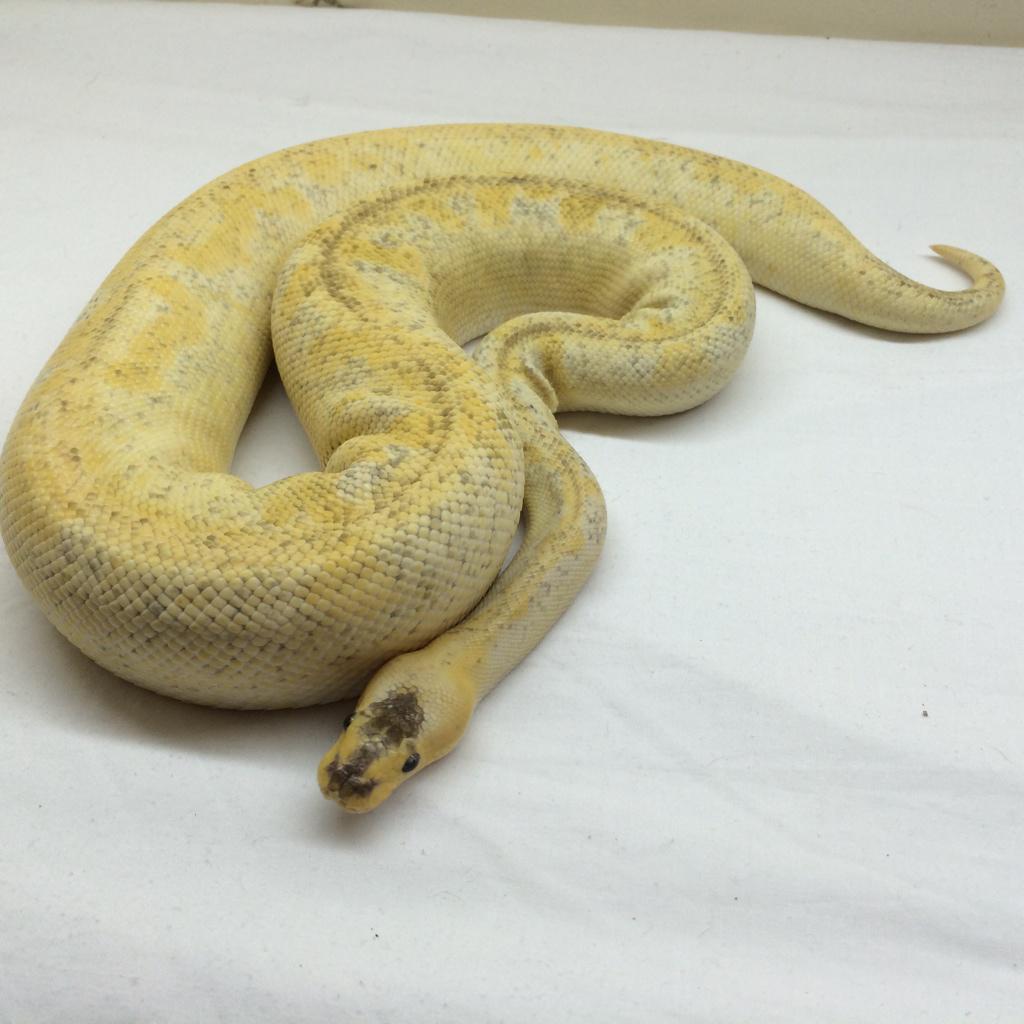 JBSReptiles's tweet photo. Last One For Now Enjoy #JBSReptiles http://t.co/MqNVe7O0bg