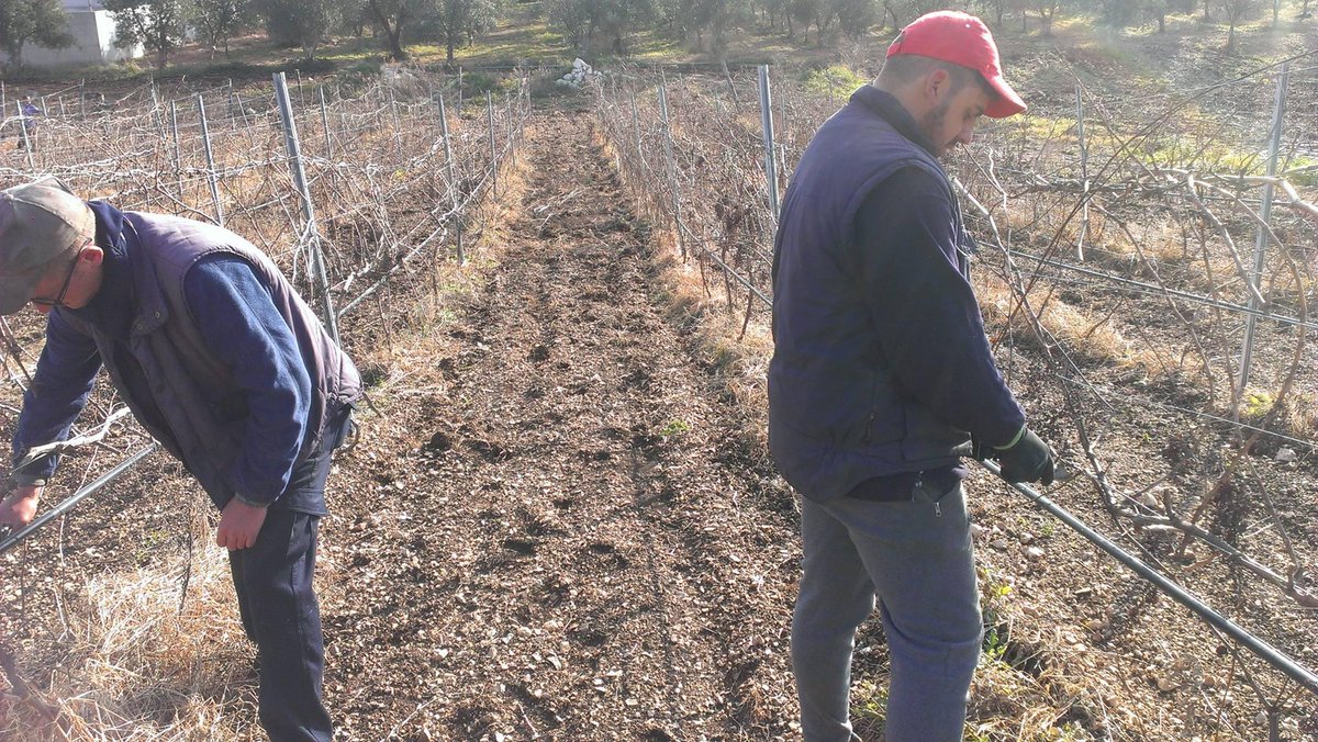 #Cannito #Drumon #Bio #Organic #Farm #Apulia #Primitivo #Vegan #Wine #Winelover