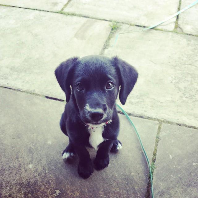 cambridgepets's tweet photo. It's not often that she sits still. #pets #dogs http://t.co/Bn6mPUiUfH